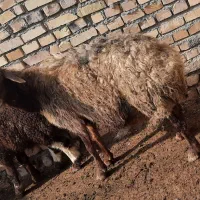 میش درجه یک با بره بزرگ نر|حیوانات مزرعه|مشهد, توس فردوسی|دیوار
