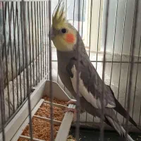 عروس هلندی نر|پرنده|گلپایگان, |دیوار