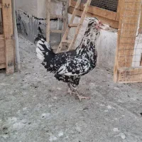 مرغ و خروس گلین ۶۰۰