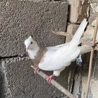 کبوتر|پرنده|محمدیه-قزوین, |دیوار