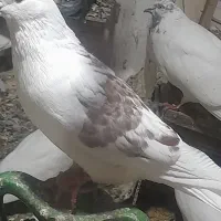 کفتر یا کبوتر