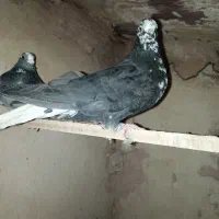 دوتا کفتر پرشی گرفتنی نر|پرنده|سبزوار, پیام|دیوار