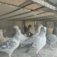 کبوتر جوجه