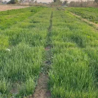 نهال پیاز دستگیری مینروای سفید برفی|گل و گیاه طبیعی|جیرفت, |دیوار