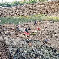 خرگوش|موش و خرگوش|لردگان, |دیوار
