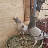 پرنده|پرنده|اهواز, منازل سپاه|دیوار