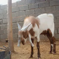 کهره نر پاکستانی|حیوانات مزرعه|داراب, |دیوار