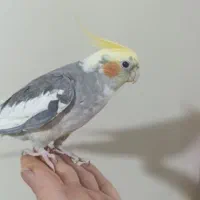 فروش فوری|پرنده|تهران, اسفندیاری|دیوار