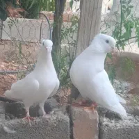 کبوتر سفید اراکی