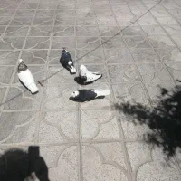 فروش کبوترو مرغ عشق