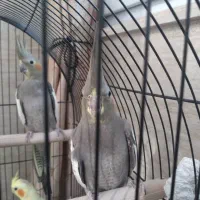 جوجه عروس هلندی به فروش میرسد|پرنده|رشت, سعدی (تختی)|دیوار