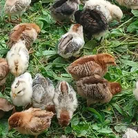 فروش جوجه گلپایگانی ۴روزه و۱۵روزه|حیوانات مزرعه|رشت, حومه رشت|دیوار