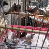 فنچ کراواتی ۱۰ عدد عددی ۵۰۰