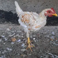 مرغ و  خروس|حیوانات مزرعه|زاهدان, |دیوار