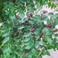 چهار دیواری سنگ شده سند داره کروه