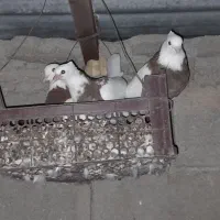 کبوتر