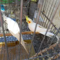 جفت عروس هلندی مولد واقعی