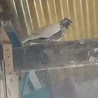 کبوتر|پرنده|ارومیه, |دیوار