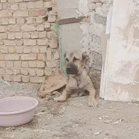 سگ سرابی نر|سگ|اصفهان, حصه جنوبی|دیوار