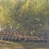 نی خیزران گلدونی ریشه پرس|گل و گیاه طبیعی|شیرود, |دیوار