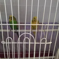 یک جفت مرغ عشق باقفس|پرنده|چهاردانگه (تهران), |دیوار