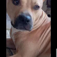 سگ از نژاد پیت بول گم شده|حیوانات|تربت‌حیدریه, آغوی|دیوار