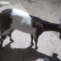 بز چاق وشیری