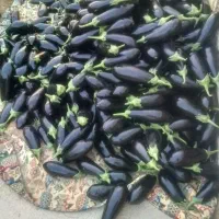 کارگر گلخانه هستم وارد|خدمات باغبانی و درختکاری|زابل, |دیوار