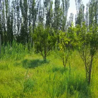 باغ فروشی|فروش خانه و ویلا|کشکسرای, |دیوار