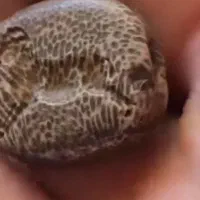 نشان گبری|کلکسیون اشیاء عتیقه|تهران, پاسداران|دیوار