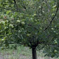 معاوضه باغ با اپارتمان|فروش زمین و ملک کلنگی|اصفهان, خانه اصفهان|دیوار