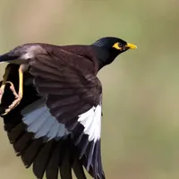 باسلام خدمت دوستان عزیز یع میناگم شده