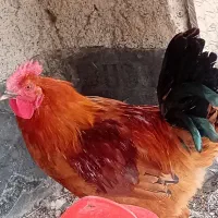 خروس محلی جوان