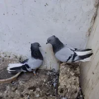 کفترسبزکاکلی دمسفید