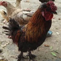 فروش و معاوضه تعدادی خروس