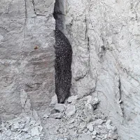 عسل طبیعی|خوردنی و آشامیدنی|دره شهر, |دیوار