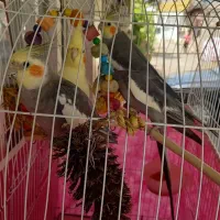 عروس هلندی|پرنده|رشت, جماران|دیوار