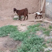 بز و بزغاله