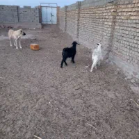 دوعدد بزغاله ی نر|حیوانات مزرعه|عطاملک, |دیوار