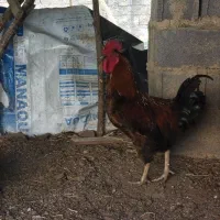 فروش خروس محلی گلپایگانی|حیوانات مزرعه|کلاردشت, |دیوار