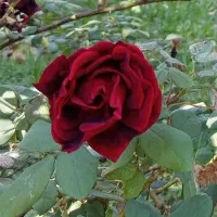 نیم ساعت اب موتور بم