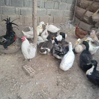 فروش اردک نروماده بالغ تخمگذار|حیوانات مزرعه|لار, |دیوار