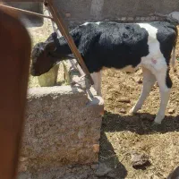 گوساله جوانه