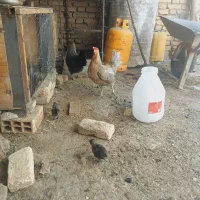 مرغ