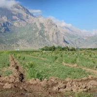 شراکت در کشت سبزی و صیفی  همکاری بلندمدت