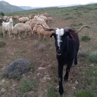 چوپان سیار