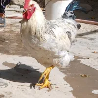 خروس