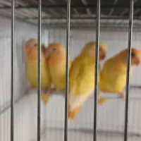 کوتوله اوپال زرد سرنارنجی اورجینال