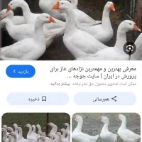 سه تا قوقاز یک ساله سرحال و چاق