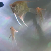 آنجل|ماهی|تهران, میرداماد|دیوار